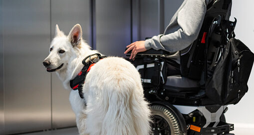 Service dog and person in wheelchair in front of an elevator.